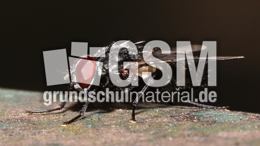 Graue Fleischfliege (4).jpg